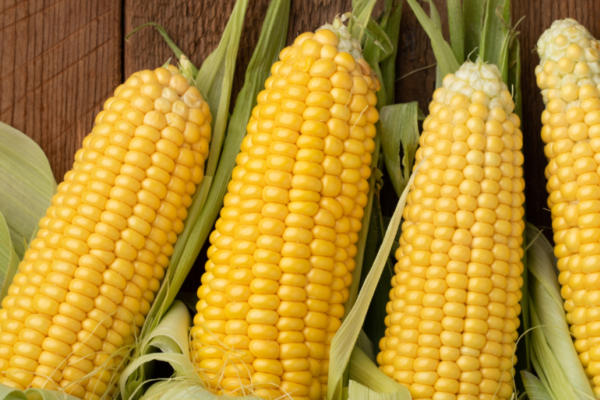 corn