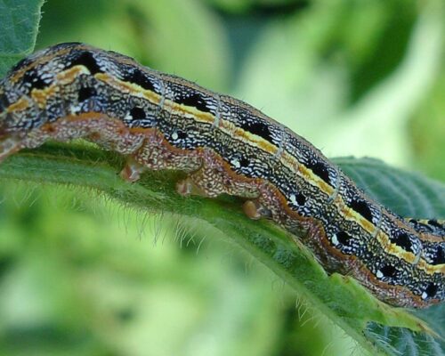 ငမြောင်တောင်