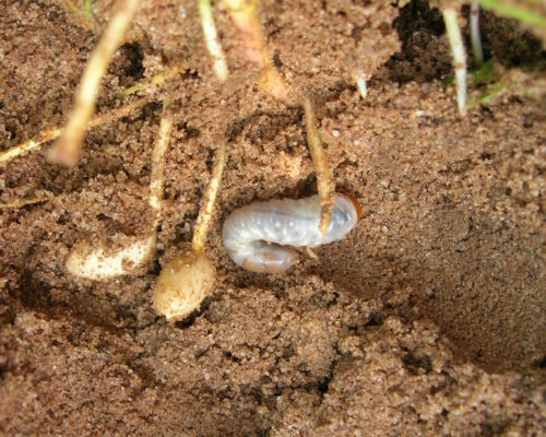 ဖိုးလမင်းကျိုင်း