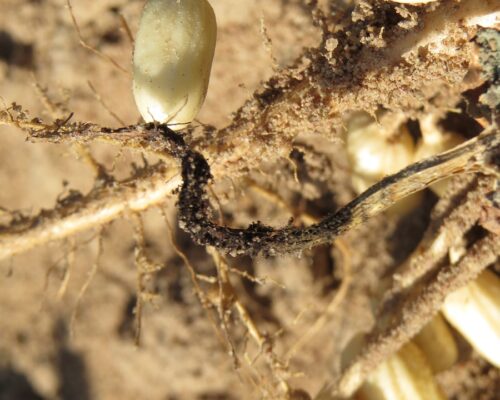 မြစ်ခြောက်ဆွေး