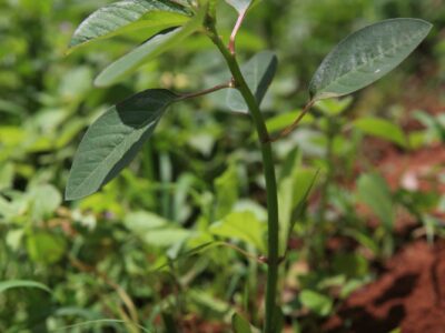 ရွက်ပြန့်