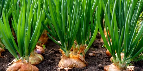 How to properly grow onions to increase yield