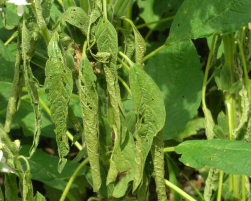 နှမ်းပင်ညှိုး