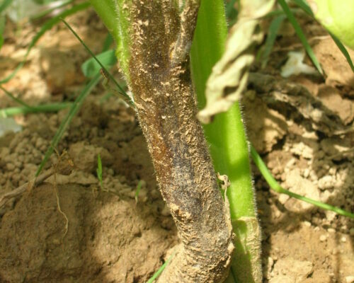 နှမ်းရိုးမည်း