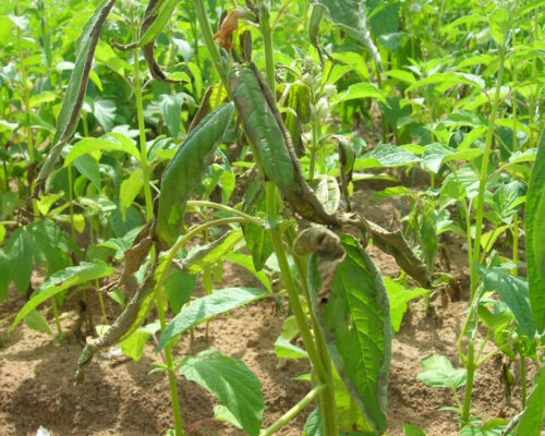 ဖိုင်တိုပသော်ရ1