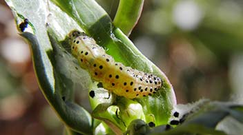 ရွက်လိပ်ပိုး