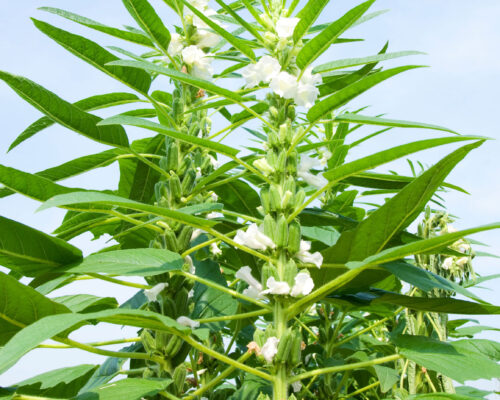 အသီး၊ အပွင့်၊ အပင်၏ အရည်အသွေးကောင်းစေရန်