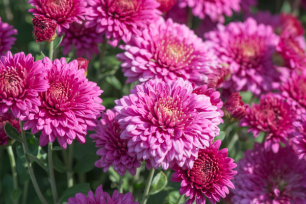 Chrysanthemum