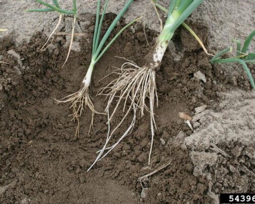 ခါးရိရောဂါ