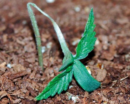 ခါးရိရောဂါ