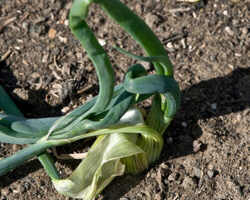 ဂျိုလိမ်ရောဂါ