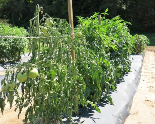 ဘက်တီးရီးယားပင်ညှိုး