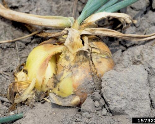 ဘက်တီးရီးယားပျော့ပုပ်ရောဂါ