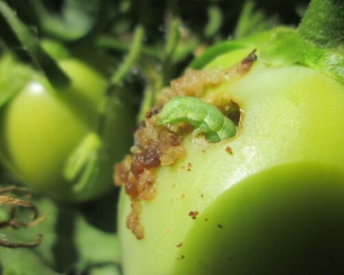 သီးလုံးဖောက်ပိုး