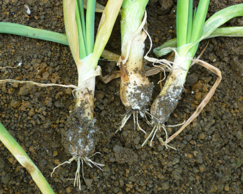 အမြစ်မှိုစွဲရောဂါ