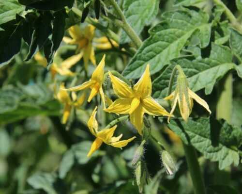 အသီးအပွင့်များစေရန်