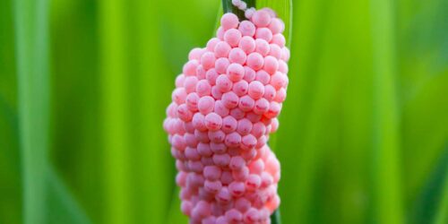 Snail Egg