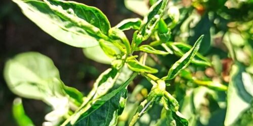 Chilli Disease