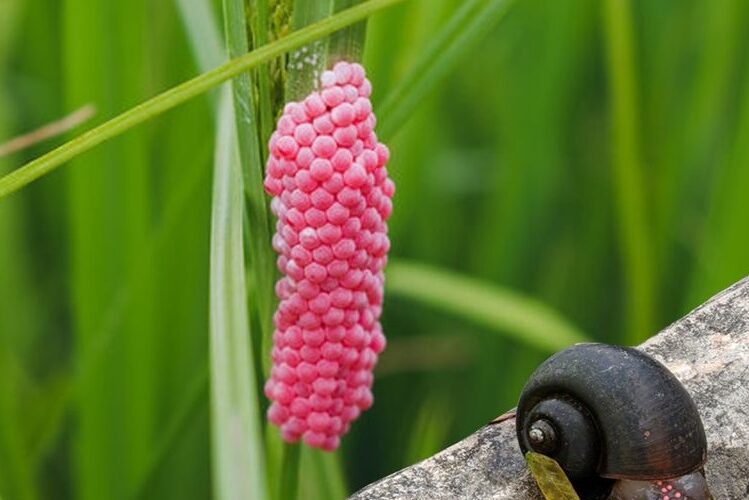 ရွှေခရု