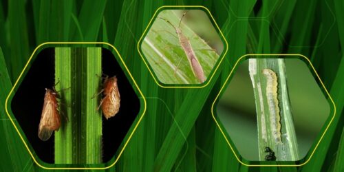 368801939_670313051794359_6559435045749726_n