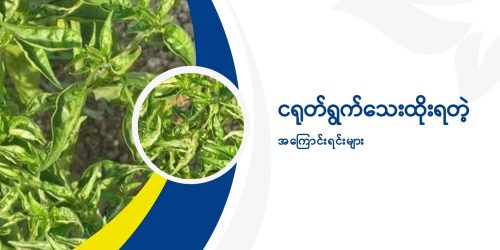 ငရုတ်ရွက်သေးထိုး