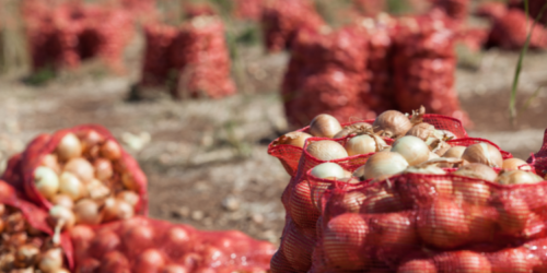 Onion Field