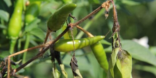 398242825_710054927820171_1802659510450615178_n