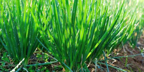 Onion Plants