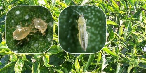 399644564_717808617044802_2869628884026001679_n