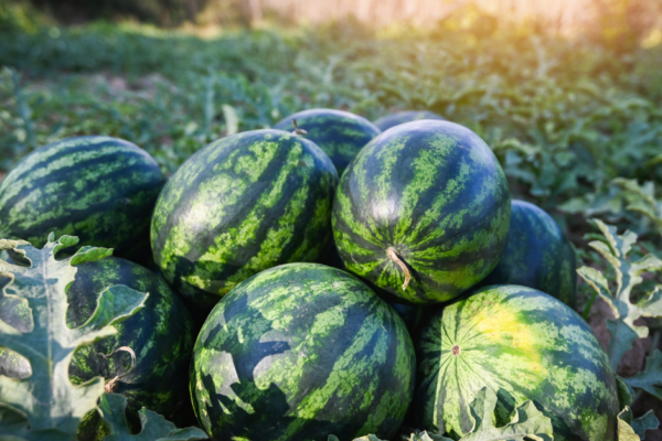 Watermelon
