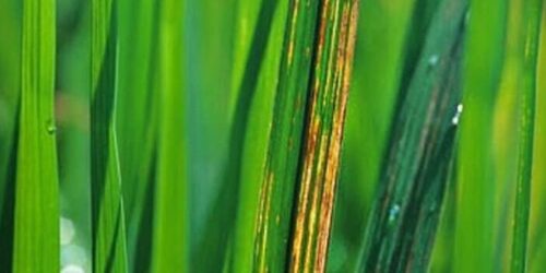 447701194_784698460471905_4320790710831390734_n (1)