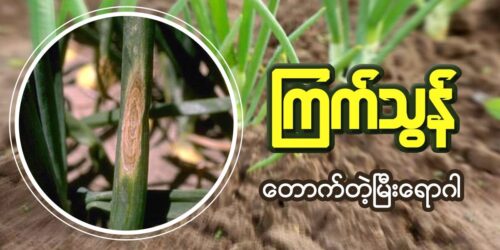 ကြက်သွန်တောက်တဲ့မြီး