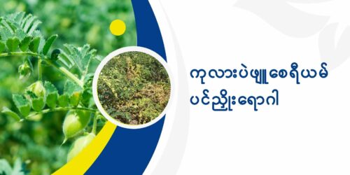 education presentation