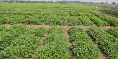 မြေပဲပေါင်းသတ်ဆေး