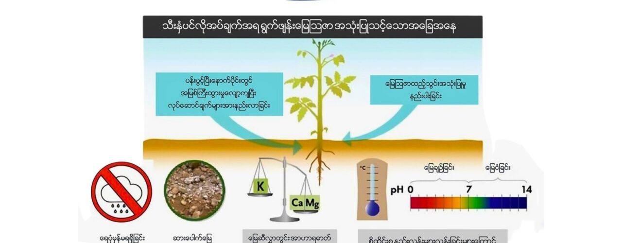 ရွက်ဖျန်းမြေဩဇာ