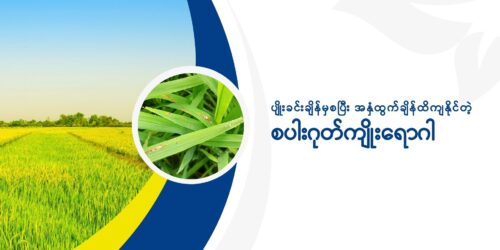 စပါးဂုတ်ကျိုး