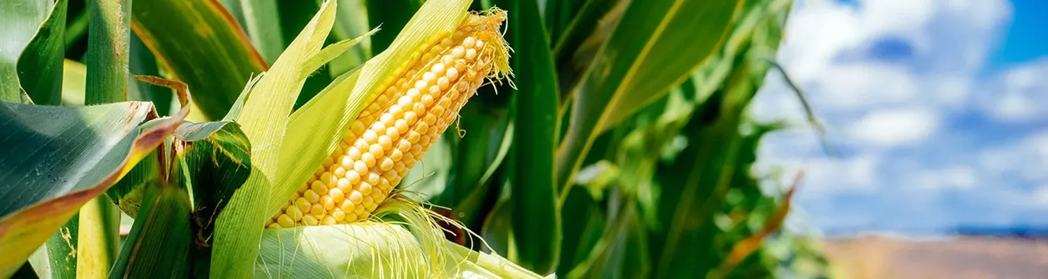 ပြောင်း