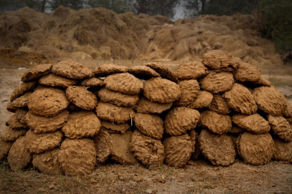 အလွယ်ကူဆုံး နွားချေးမြေဆွေးပြုလုပ်နည်း