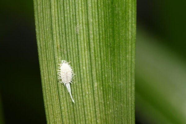 ပိုးစေးနှဲအကြောင်း သိကောင်းစရာများ