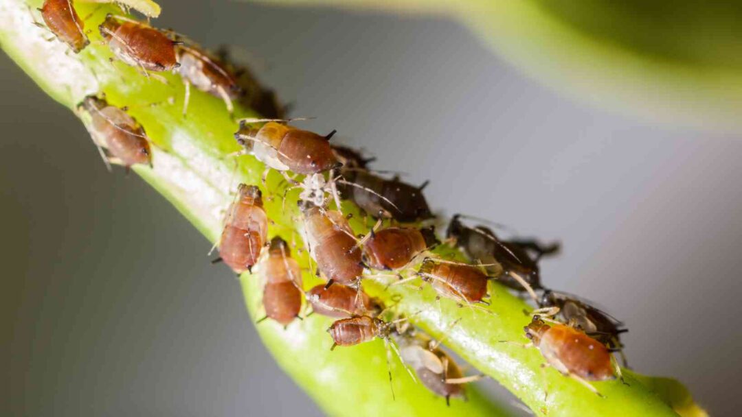 ပိုးမွှားနှင့် ရောဂါဖျက်ဆီးမှုလက္ခဏာကို ခွဲခြားခြင်း