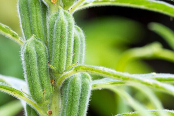 နှမ်းသီးနှံတွင် ပိုးမွှားရောဂါကျရောက်မှု သက်သာစေရန် ကြိုတင်ကာကွယ်ခြင်း