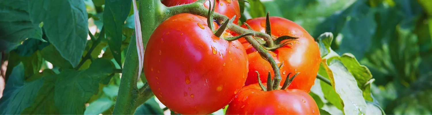 ခရမ်းချဉ်