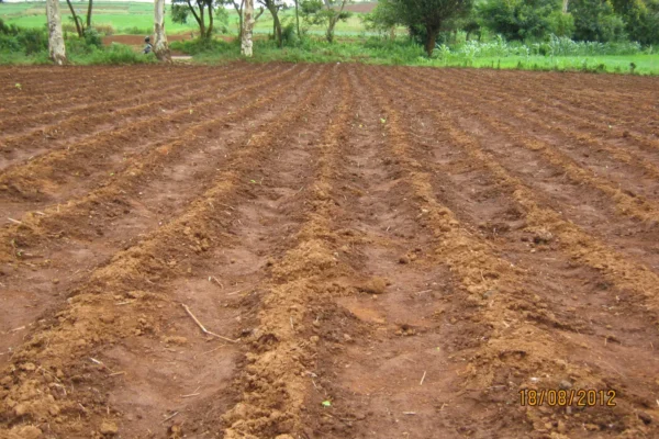 Arable Lands for planting