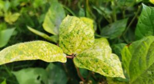 မတ်ပဲ၊ ပဲတီစိမ်းတွင် အဖြစ်များသော ရွှေဝါရောင်မိုစေ့ရောဂါ