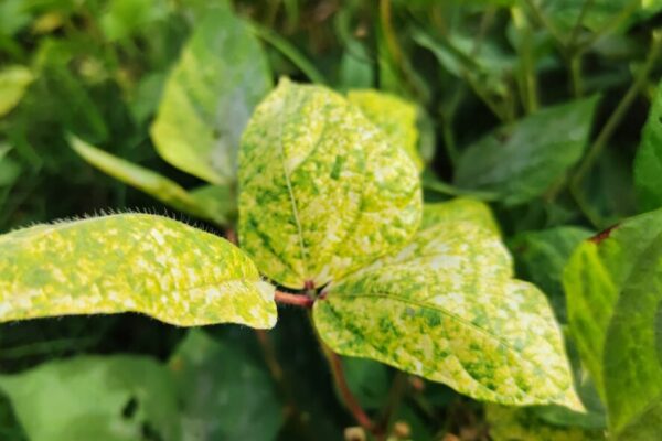 မတ်ပဲ၊ ပဲတီစိမ်းတွင် အဖြစ်များသော ရွှေဝါရောင်မိုစေ့ရောဂါ