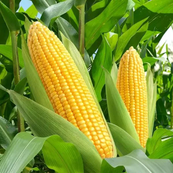 ပြောင်း