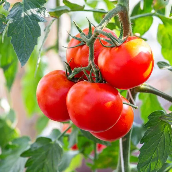 ခရမ်းချဉ်