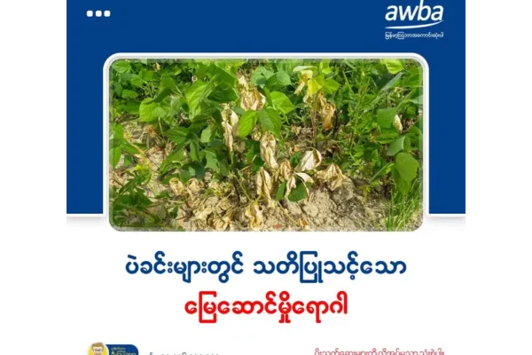 ပဲခင်းများတွင် သတိပြုသင့်သော မြေဆောင်မှိုရောဂါ